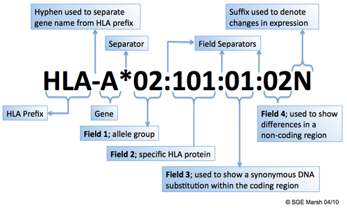 http://hla.alleles.org/nomenclature/naming.html